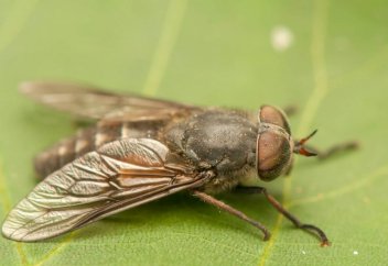 Биологтер жәндіктердің жойылуынан жыл сайын 400 мың адамның қайтыс болатынын алға тартып отыр