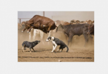 Заманақырдың сиыры (видео)