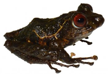 Ғылымға белгісіз құрбақа табылды