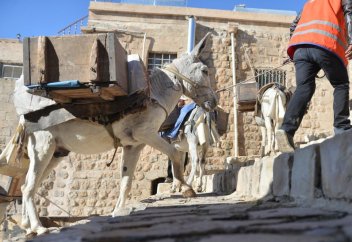 «Штатные» ослы на страже чистоты в Мардине (фото+видео)