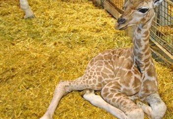 Жануарлар әлемі: Израильдіктер топталып ұшқан қараторғайлардың өнеріне тәнті болды (видео)