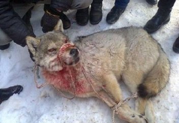 Қасқырды тірідей қолға түсірді (фото)