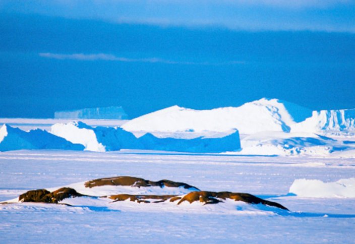 Антарктида мұздарының астынан 91 жанартау табылды