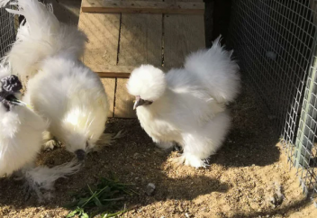 Ұлпа қауырсынды немесе жібек тауықтың құпиясы (видео)