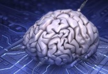 Найден источник врожденного интеллекта