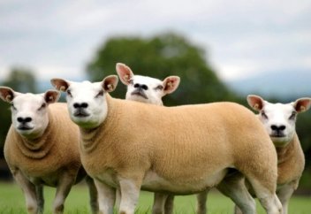 «Шошқа тәрізді қой»: Ауыл шаруашылығы министрлігі түсінік берді