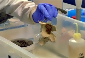 Ұлыбританияда өрмекші мен шаянның уынан дәрі-дәрмек жасалады (видео)