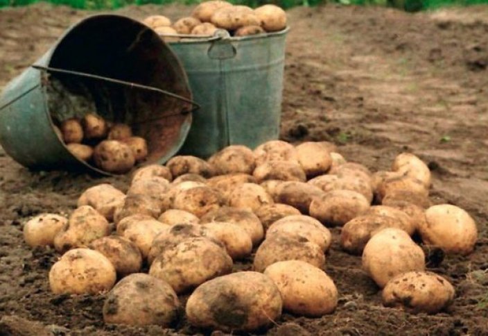 «Ақылды картоп» стартапы (видео)
