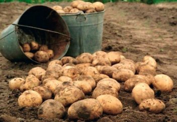 «Ақылды картоп» стартапы (видео)