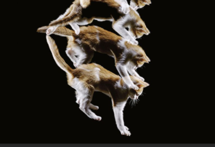 Мысықтың қалай лақтырсаң да жерге төрт тағандап түсуінің сыры ашылды