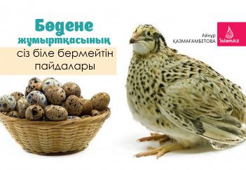 Бөдене жұмыртқасының сіз біле бермейтін пайдалары