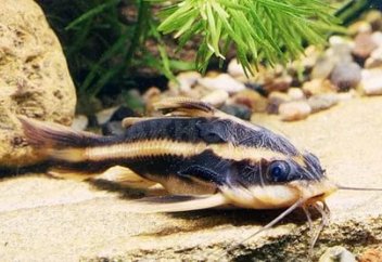 Жолақты жайын балығы жауынан қалай қорғанады (видео)