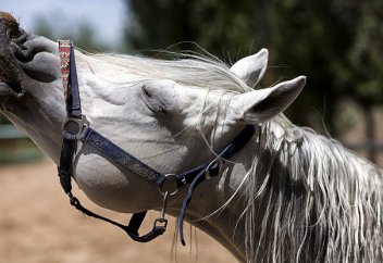 Когда конина заменит окорочка в рационе казахстанцев