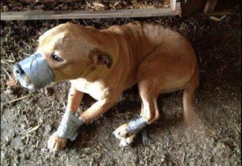 Қазақстанда жануарларға қатыгездік көрсеткен адам 2 жылға сотталуы мүмкін