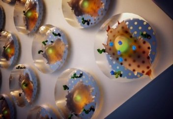 Тірі жасушада ақуыздар өндірісін нақты уақыт аралығында көрудің орайы келді (видео)