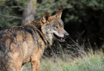"Радиациялық" қасқырлар кәрі құрлыққа қауіп төндіріп тұр