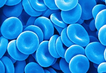 «Голубую кровь» будут производить и в Казахстане