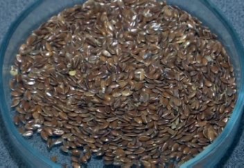 Ел іші: Қостанайлық ғалымдар зығырдың жаңа сұрпын ойлап тапты (видео)