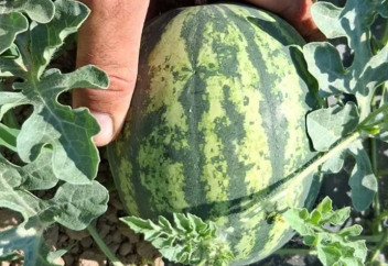 Новое слово в селекции: супер-мини арбузы завоевывают европейский рынок