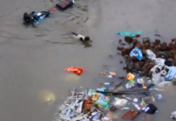 Ит су тасқыны кезінде күшіктерін құтқарды (ВИДЕО)