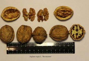 Қолмен шағуға болатын жаңғақ тұқымы алынды