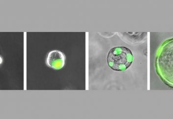 Адам организімінен жасушаның жаңа түрі табылды