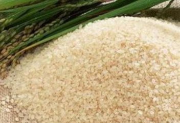 Эко-зиянды тыңайтқышсыз түсімі мол күріш өсірудің жолы табылды