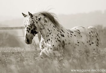 Шұбар жылқы шаруашылығы (видео)