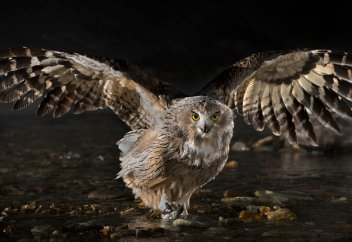 Фильм "Разыскивается филин" – главная премьера осени на канале "Живая Планета" (видео)