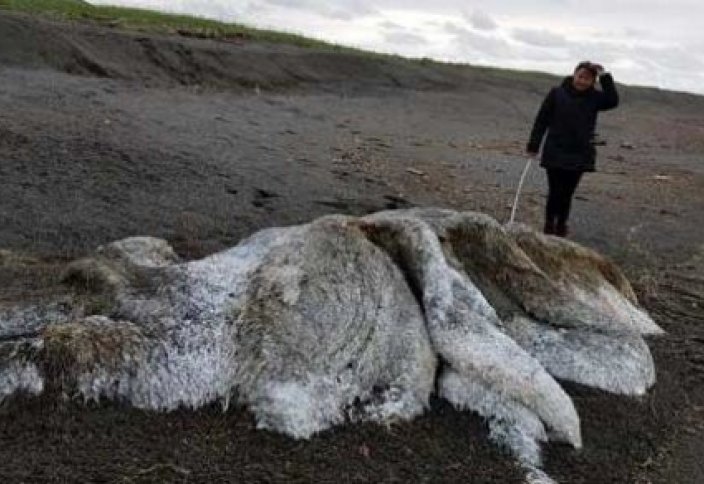 Неизвестное существо выбросило на берег Камчатки (фото+видео)