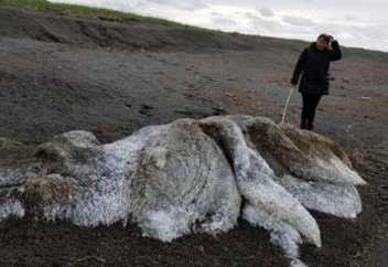 Неизвестное существо выбросило на берег Камчатки (фото+видео)