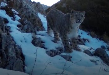Снежный барс попал в фотоловушку в Туркестанской области (видео)