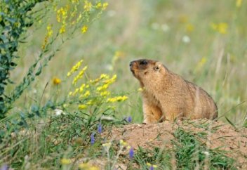 Спутники времен Холодной войны следили за ядерными ракетами... и сусликами