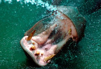 Сусиырдың кесірінен 12 адам  опат болды