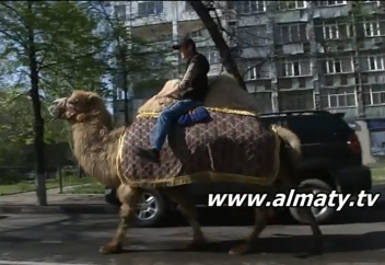 Алматы тұрғыны көшеде түйемен жүруді әдетке айналдырған (видео)
