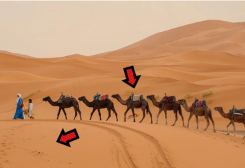 Арабтар өздерінде сыйғыза алмай жатқан  құмды және түйені Австралиядан импорттайды. Неге?