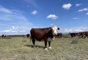 Как остановить деградацию пастбищ