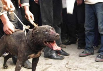 Ит таластырғандарды жануарларды қорғаушылар жауапқа тартуды талап етуде