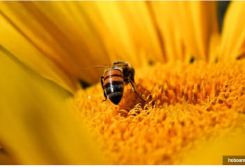 Араларды қолға үйретуге (дрессировка) болатыны анықталды