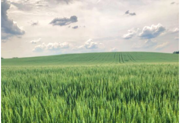 Казахстанский учёный разрабатывает технологию по выращиванию многолетней пшеницы