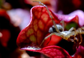 Жыртқыш өсімдіктер жайында сұмдық видео