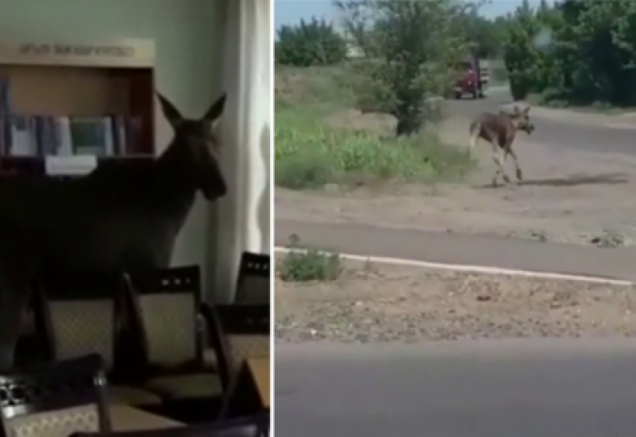 Лось забрался в библиотеку колледжа в Семее (видео). "С пальмы слез": разгуливающую по Актау обезьяну сняли на видео