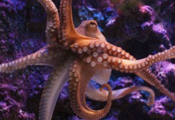 Сегізаяқ  пен калмар дәмді қармауыштарымен сезеді