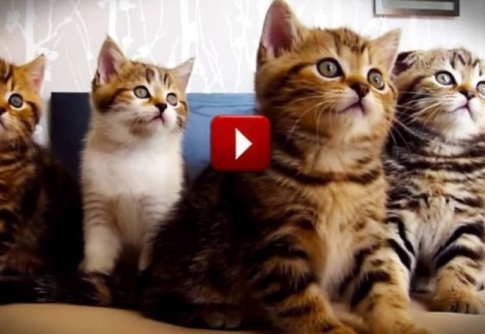 Просмотр видео с котиками ведет к деградации, заявил биолог