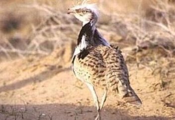 Арабским шейхам разрешили охоту на краснокнижную дрофу-красотку в заповедниках Казахстана