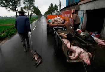 Шошқалар қырылып жатыр