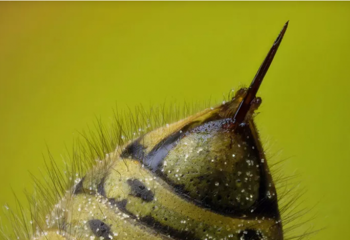 Жало: опасное изобретение эволюции. Самые сильно жалящие насекомые в мире (фото+видео)