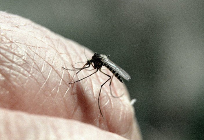 В Калифорнию запустили 20 млн комаров для борьбы с вирусом Зика