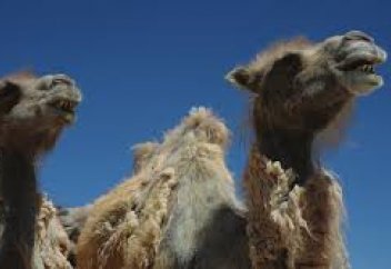 68 видов болезней животных включено в список особо опасных - Минсельхоз