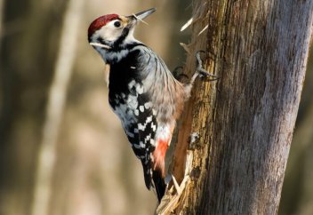 Мамандар құстардың азайып бара жатқанын айтып, дабыл қақты